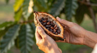 How to Bloom Cocoa for Deeper Chocolate Flavor